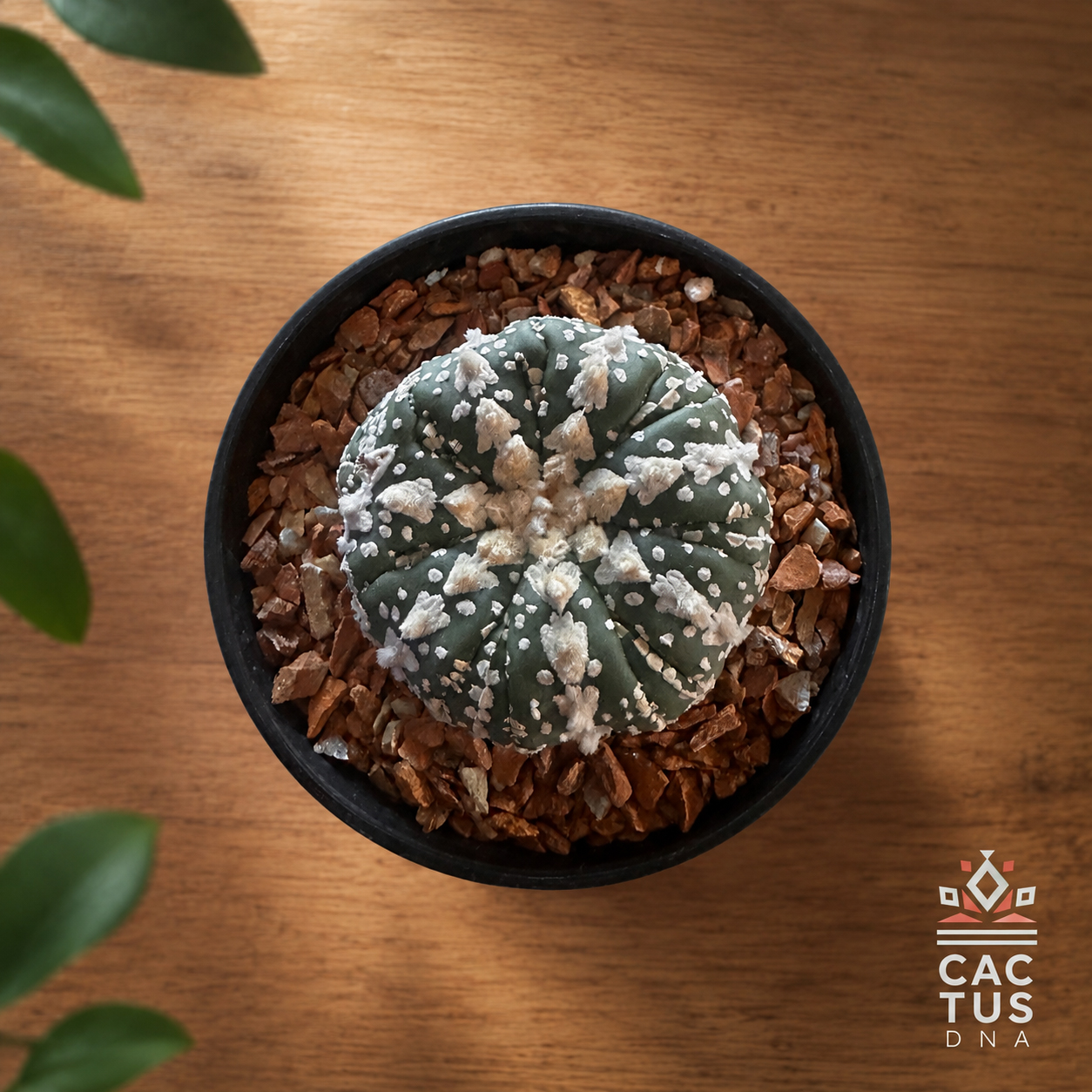 vtype8_ok Astrophytum asterias cv. 'Super Kabuto V-type' no38 - Image 1