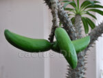 Pachypodium lamerei Madagascar