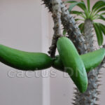 Pachypodium lamerei Madagascar