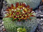 Pseudolithos migiurtinus North East of Somalia