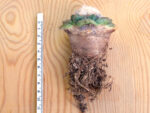 Ariocarpus fissuratus - F1 seedling AL 857 Black Gap Wildlife Management Area, TX, USA