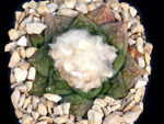 Ariocarpus fissuratus - F1 seedling AL 857 Black Gap Wildlife Management Area, TX, USA - Image 2