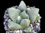Ariocarpus retusus - Los Arrieros, TAM, Mexico