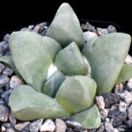 Ariocarpus retusus - Los Arrieros, TAM, Mexico