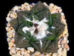 Ariocarpus fissuratus cv. ‘Godzilla’ x fissuratus - Type I