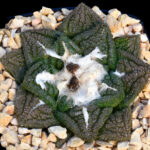 Ariocarpus fissuratus cv. ‘Godzilla’ x fissuratus - Type I