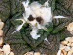 Ariocarpus fissuratus cv. ‘Godzilla’ x fissuratus - Type I - Image 2