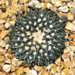Ariocarpus kotschoubeyanus