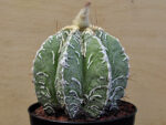 Astrophytum myriostigma cv. 'Hakujo'