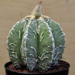 Astrophytum myriostigma cv. 'Hakujo'