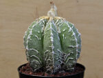 Astrophytum myriostigma cv. 'Hakujo' - Image 2