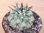 Copiapoa cinerea - Select cross