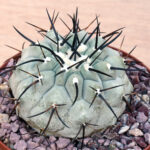 Copiapoa cinerea - Select cross