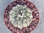 Copiapoa cinerea - Select cross - Image 2