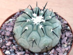 Copiapoa cinerea - Select cross - Image 2