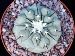Copiapoa cinerea - Select cross