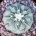 Copiapoa cinerea - Select cross
