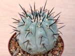 Copiapoa cinerea