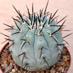 Copiapoa cinerea