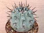 Copiapoa cinerea - Image 2
