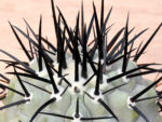 Copiapoa	cinerea aff. horrida - ex cultivation - Image 2