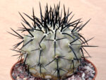Copiapoa	cinerea aff. horrida - ex cultivation