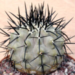 Copiapoa	cinerea aff. horrida - ex cultivation