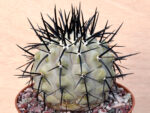 Copiapoa	cinerea aff. horrida - ex cultivation - Image 3