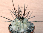 Copiapoa	dealbata - BCHK 1408 Quebrada Carrizal, Atacama, Chile