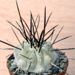Copiapoa	dealbata - BCHK 1408 Quebrada Carrizal, Atacama, Chile