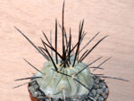 Copiapoa	dealbata - BCHK 1408 Quebrada Carrizal, Atacama, Chile - Image 2