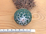 Encephalocarpus strobiliformis - SB 1292 Doctor Arroyo, NLE, Mexico - Image 3