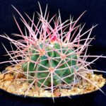 Echinocactus xeranthemoides R129, Marble canyon, AZ