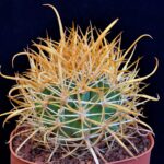 Ferocactus chrysacanthus - L 010 Isla Cedros, BC, Mexico