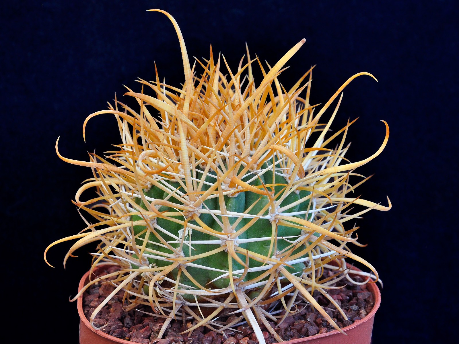 Ferocactus chrysacanthus Ferocactus chrysacanthus - L 010 Isla Cedros, BC, Mexico - Image 1