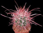Ferocactus cylindraceus v. tortulospinus - Jaraguay, BCN, Mexico - Select spination - Image 2