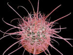 Ferocactus cylindraceus v. tortulospinus - Jaraguay, BCN, Mexico - Select spination