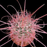 Ferocactus cylindraceus v. tortulospinus - Jaraguay, BCN, Mexico - Select spination