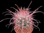 Ferocactus cylindraceus v. tortulospinus - Jaraguay, BCN, Mexico - Select spination - Image 3