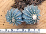Geohintonia mexicana - S of Galeana, NLE, Mexico - double headed