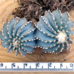 Geohintonia mexicana - S of Galeana, NLE, Mexico - double headed