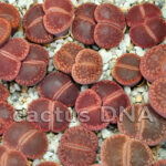 Lithops aucampiae - cv. 'Rudesheim Ruby' (ex. 'Firebrandt')