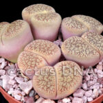 Lithops aucampiae  v. fluminalis - ex C54 Type Locality Near Hopetown, South Africa
