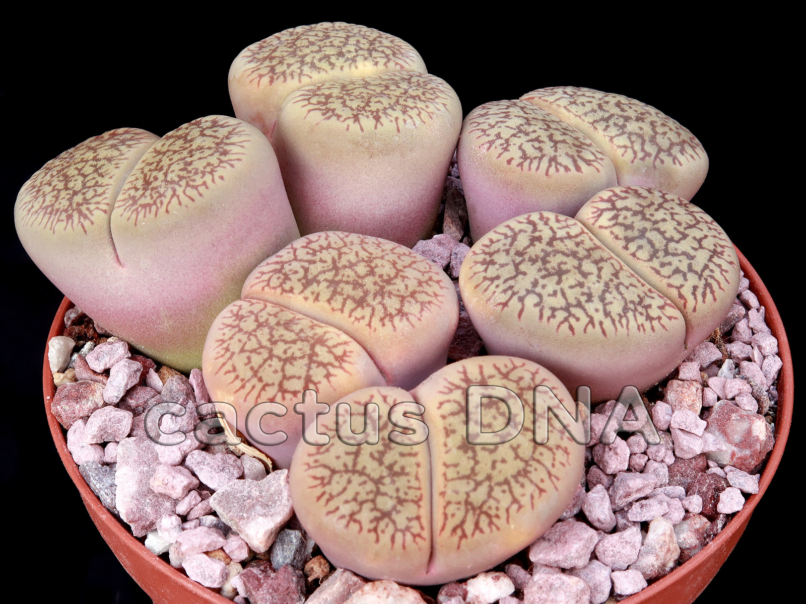 Lithops aucampiae v. fluminalis C54 Lithops aucampiae v. fluminalis - ex C54 Type Locality Near Hopetown, South Africa - Image 1