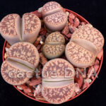 Lithops gesineae v. annae - ex C78 Type Locality 25 km SW of Helmeringhausen, Namibia