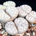 Lithops gracilidelineata v. waldroniae - (S) white body ex C189 Type Locality 60 km SE of Swakopmund, Namibia
