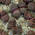 Lithops terricolor - cv.'Violetta' ex. SH