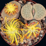 Lithops pseudotruncatella ssp. dendritica - ex C73 95 km WSW of Rehoboth, Namibia