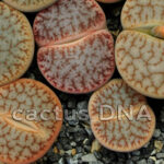 Lithops pseudotruncatella - ssp dendritica 'pulmonuncula' C71