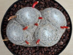Mammillaria microthele - Tamaulipas, Mexico - Image 3